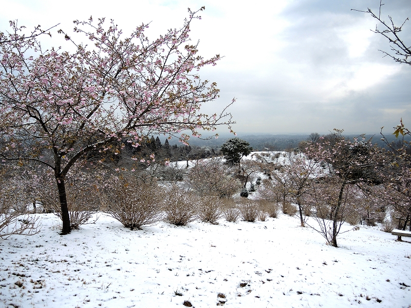 河津桜２