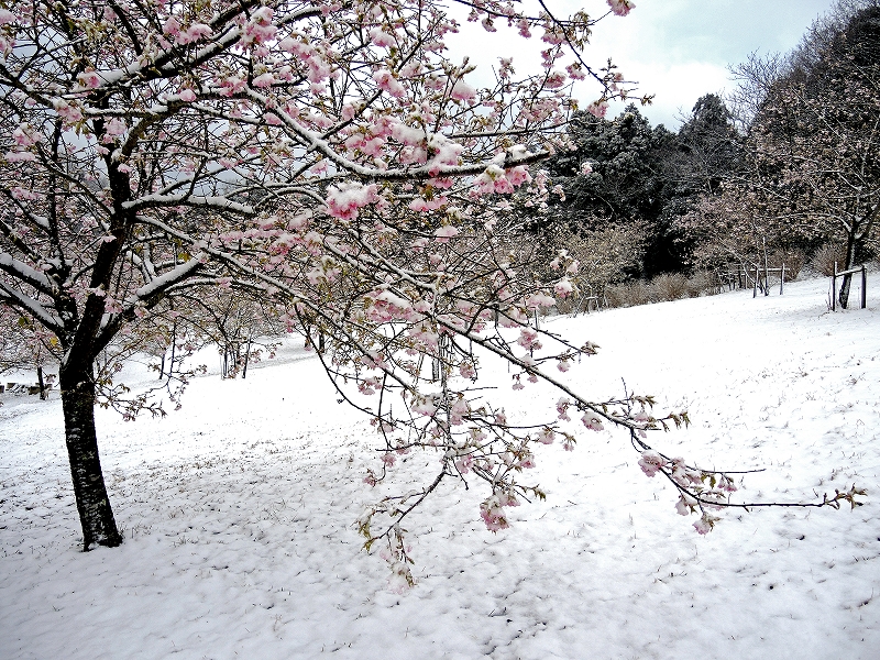 河津桜３