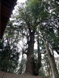 大宮神社大杉HP用